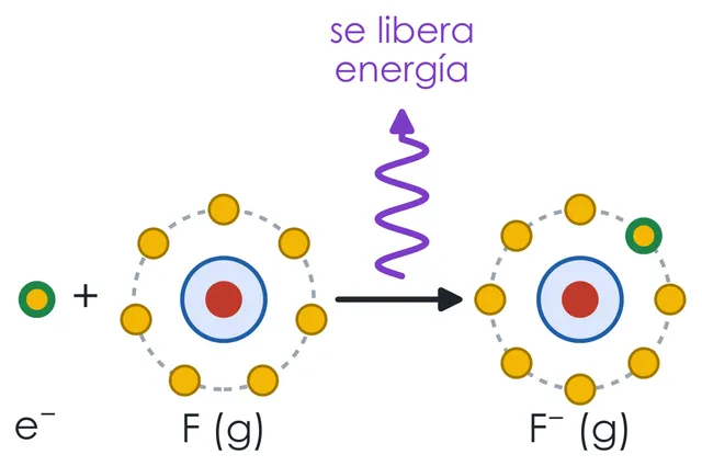 Afinidad electrónica. Cuando el flúor gaseoso capta un electrón, que completa su capa de valencia, se libera energía: 328 kJ/mol