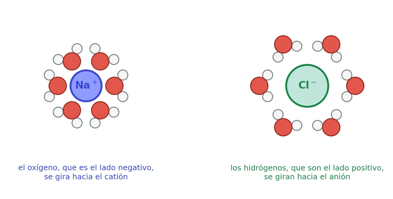 Iones hidratados. El oxígeno del agua, con carga parcial negativa, se orienta hacia el Na⁺; los hidrógenos, con carga parcial positiva, hacia el Cl⁻.