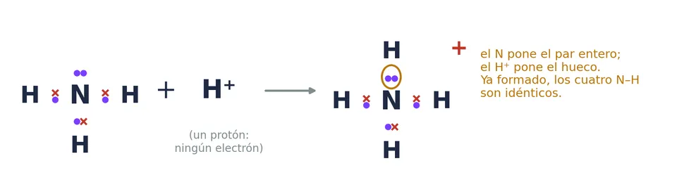 El ion amonio: el par libre del nitrógeno del NH₃ forma el cuarto enlace con un H⁺, que no trae ningún electrón. Una vez formado, los cuatro enlaces N–H son idénticos